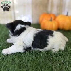 Emily/Biewer Terrier									Puppy/Female	/6 Weeks,Hey There, My name is Emily! I am a very beautiful female Biewer puppy! I was born on October 5th, 2024. I am such a sweet little girl! I’m looking for my new family, could that be with you? If you choose me I will come home to you vet checked with my vaccinations and deworming up to date and I will also be microchipped! If you think that I would be the perfect little addition for your family, then please call or text to find out more information about me!