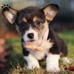 Ruby/Pembroke Welsh Corgi									Puppy/Female	/7 Weeks,Meet Ruby! She is the most darling AKC Pembroke Welsh Corgi puppy. This little bundle of vivacious energy will keep you on your toes with her outgoing personality and adorable puppy antics. With hair as soft as silk and a tendency to snuggle, she can also be the best nap buddy. If you are searching for a companion for many adventures, you have found the one. This baby will bring joy and excitement to any ordinary day!