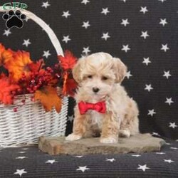 Candy Cane/Maltipoo									Puppy/Female	/9 Weeks,Meet Candy Cane! This super cute Maltipoo puppy is vet checked & up to date on shots & wormer. She is registered with the ICA, plus comes with a health guarantee provided by the breeder! Candy Cane is well socialized & currently being family raised with children! If you would like more information on this sweetheart, please contact Jay Paul & Elva Shirk today!