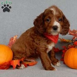 Scout/Cavapoo									Puppy/Male	/8 Weeks,Prepare to fall in love!!! My name is Scout and I’m the sweetest little F1b cavapoo looking for my furever home! One look into my warm, loving eyes and at my silky soft coat and I’ll be sure to have captured your heart already! I’m very happy, playful and very kid friendly and I would love to fill your home with all my puppy love!! I am full of personality, and ready for adventures! I stand out above the rest with my beautiful fluffy red coat with white markings!!… I will come to you vet checked, microchipped and up to date on all vaccinations and dewormings . I come with a 1-year guarantee with the option of extending it to a 3-year guarantee and shipping is available! My mother is Winnie, our sweet 14# cavapoo with a heart of gold and my father is Theo, a 6# AKC red mini poodle and he has been genetically tested ! Both of the parents are on the premises and available to meet! Why wait when you know I’m the one for you? Call or text Martha to make me the newest addition to your family and get ready to spend a lifetime of tail wagging fun with me! (7% sales tax on in home pickups) 