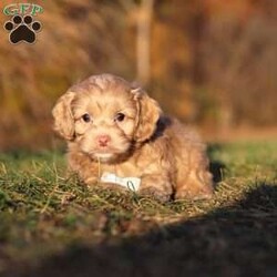 Everett/Cockapoo									Puppy/Male	/9 Weeks,Meet our handsome Cockapoo puppy named Everett! He is a delightful boy that is filled with charm and intelligence, he has already stolen our hearts with his playful personality and affectionate nature. Whether he’s bouncing around in the backyard, playing with his favorite toys or snuggling up for a nap, this little one is just a ray of sunshine:) He would be the perfect addition to any loving home!