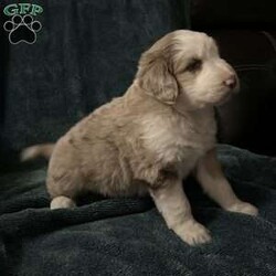 Willow/Aussiedoodle									Puppy/Female														/October 13th, 2024,Come meet your forever friend. She loves to play and explore. She is from a litter of 5 healthy happy puppies. Vet checked and up to date on shots and has been dewormed.