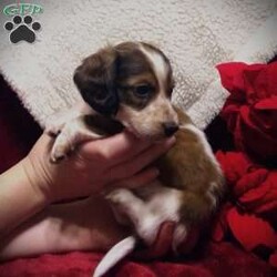 Barney-Mini/Dachshund									Puppy/Male	/6 Weeks,Come and cuddle Barney! This beautiful, eye-catching puppy is looking for a new home. Barney is a Longhaired Sable Piebald. He has unique black Sable tipping in a streak down his back and a ring on his tail and Sable on his ears and around his eyes. Barney was born and raised in our home amidst the normal activity of family life. He has been cradled, and talked to from day one. Barney has even had a chance to snuggle with his feline friends in our home. Barney is receiving dewormer regularly, and will have a vet check and first vaccines by 8 weeks of age. He will come with his papers, a bag of Ultimates Grainfree puppy food, a collar and parent scented blankie, and a toy.