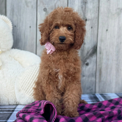 Adopt a dog:Pearl/Cavapoo/Female/16 weeks,I bet that you've never seen a puppy like me! I'm just that cute! My name is Pearl and playing is my game. I can't wait to meet my new family. We are going to have so much fun together. We're going to go for nice walks, play lots of games, and when we're done, we'll curl up next to each other. Do you think you could be the family for me? I hope so too! Oh, and did I mention that I give world-famous puppy kisses? Don't miss out on them!