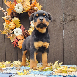 Illo/Rottweiler/Male/12 weeks