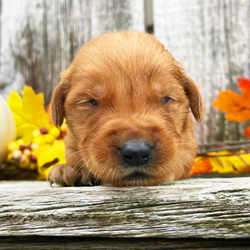 Nixon/Golden Retriever/Male/4 weeks