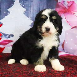 Adopt a dog:Lyndon/Bernedoodle/Male/5 weeks,Hello! My name is Lyndon! Am I not the cutest puppy you have ever seen? That is what everyone keeps telling me. Not only am I cute, but I also have a great personality too. Before arriving home, I will be up to date on my vaccinations and be pre-spoiled. I will make the perfect best friend and companion! So, what are you waiting for? Choose me today!