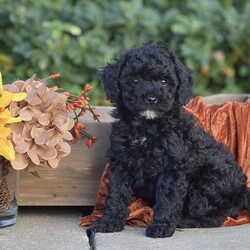 Harmony/Miniature Poodle									Puppy/Female														/September 17th, 2024,Hello! We have an adorable Mini Poodle litter of puppies looking for there new forever homes with loving families! Each puppy comes with all health records and health guarantees, Shots and de wormer & more! Both puppies parents are here on site to meet and are all in home family raised and socialized. If you’d like to schedule an appointment please call us today, thank you!