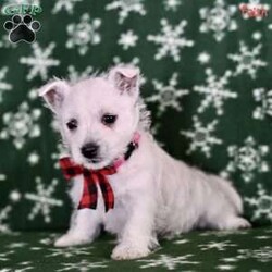 Faith/West Highland Terrier									Puppy/Female														/9 Weeks,These lovable West Highland Terrier puppies are looking for forever homes where they can be showered with love and attention. Raised in a family environment, these puppies are well-socialized and accustomed to being around people, making them playful, friendly, and affectionate companions. They are sure to bring joy and fun to any household.