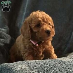 Holly/Mini Goldendoodle									Puppy/Female														/October 2nd, 2024,Come meet your forever friend. She loves to play and explore. She is from a litter of 6 healthy happy puppies. Vet checked and up to date on shots and has been dewormed.