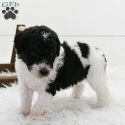 Mitch/Standard Poodle									Puppy/Male																/7 Weeks,Mitch is a very energetic  and playful little guy.He loves to play with his toys and is very adventurous but also likes to snuggle for nap time! Is up to date on vaccinations and wormer .Perfect for an early Christmas gift that will last for years!