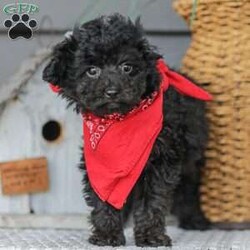 Alex/Toy Poodle									Puppy/Male																/13 Weeks,Meet the curliest, cutest bundle of love! This Miniature Poodle baby is eager to meet everyone, wiggling with joy over the thought of making a new friend. Our children love spending plenty of time with them, especially since these puppies are raised in our house where they can be near us all the time. Super friendly and fun, there will be no lack of excitement and laughter with one of them in your life! We are getting them vet checked, and up to date on shots and dewormer. Their father is a Toy Poodle, so these puppies are on the smaller side of Miniature. Call us soon to claim this cutie as yours!