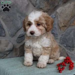 Regina/Mini Aussiedoodle Puppy/Female /9 Weeks Regina/Mini Aussiedoodle Puppy/Female /9 Weeks,Do you need a fluffy, smart, and hypoallergenic Mini Aussiedoodle? This adorable little cutie comes up to date on shots and dewormer and will be vet checked before going home. The mother Miley is a Mini Aussiedoodle and the sire Range is a Miniature Poodle. If you are looking to add a new puppy to your home this holiday season contact us today!