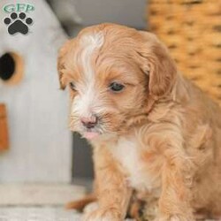 Barry/Maltipoo									Puppy/Male																/6 Weeks,Meet our adorable Maltipoo puppies! These puppies get their momma’s spunk and energy! We raise these puppies right along with our children! They share the house with us and are used to using puppy pads consistently.