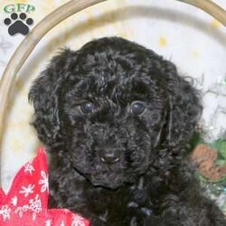 Mable/Miniature Poodle									Puppy/Female														/7 Weeks,Meet your new BFF, Mable! This cute and cuddly Mini Poodle puppy is vet checked & up to date on shots & wormer, plus comes with a 1-year genetic health guarantee provided by the breeder! Mable is well socialized & currently being family raised with children! And, she can be registered with the AKC. If you would like more information on this sweetheart, please contact the breeder today!