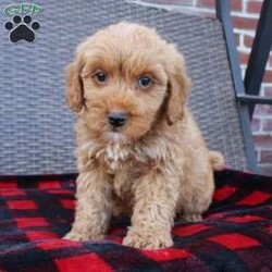 Coy/Mini Goldendoodle									Puppy/Male																/10 Weeks,Here comes the puppy of your dreams! Soft, fluffy, and kissable! This little cutie comes up to date on shots and dewormer and vet checked. The breeder made sure that the puppies are all well socialized with children and family raised. If you are interested in learning more about our puppies contact us today!