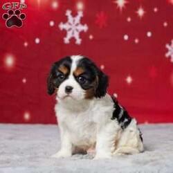 Austen/Cavalier King Charles Spaniel									Puppy/Male																/7 Weeks,Meet Austen, an adorable AKC registered Cavalier King Charles Spaniel ready to bring love and joy to your family. Raised in a warm, caring home, Austen has a sweet and gentle nature that’s perfect for kids and adults alike. He’s vet-checked, microchipped, and current on vaccines and dewormer, so he’s happy and healthy. Austen’s playful energy and cuddly personality make him the perfect companion for cozy nights or outdoor adventures. If you’re looking for a loyal friend who will melt your heart, Austen is waiting to meet you. Don’t miss the chance to welcome him into your home!