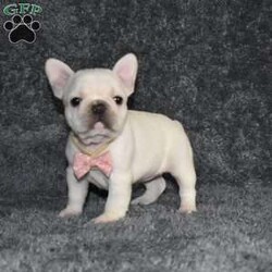 Holly/French Bulldog									Puppy/Female														/6 Weeks,Holly is outgoing,playful and has sweet french bulldog temperment. She’s looking for her forever home 