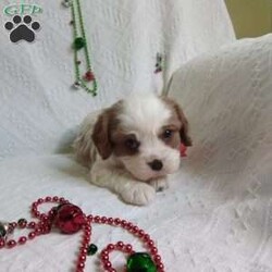 NICKOLAS/Cavalier King Charles Spaniel									Puppy/Male																/6 Weeks,LOOK At ME! ARE You LOOKING For The PERFECT Christmas gift?A healthy happy friendly fluffy puppy.Retired farmers who spend lots of time with our fluffy friends. Come meet me or I can be transported to your front door for a small additional fee.Text or call for more info.