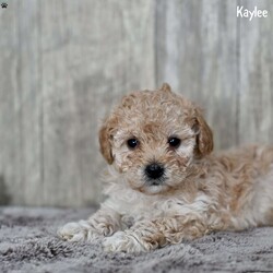 Kaylee/Toy Poodle									Puppy/Female														/9 Weeks,These adorable Toy Poodle puppies are family-raised and have been given plenty of love and attention from the moment they were born. They are looking for a forever home where they will be cherished and cared for. These puppies are vet-checked, up-to-date on their vaccinations and dewormer, ensuring they are in excellent health. Each puppy is also microchipped for added security, giving you peace of mind knowing they can be easily identified if ever lost.