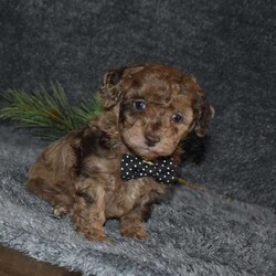 Picket/Toy Poodle									Puppy/Male																/6 Weeks,Picket is outgoing ,playful and has sweet poodle temperment. He’s looking for his forever home 