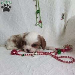 NICKOLAS/Cavalier King Charles Spaniel									Puppy/Male																/6 Weeks,LOOK At ME! ARE You LOOKING For The PERFECT Christmas gift?A healthy happy friendly fluffy puppy.Retired farmers who spend lots of time with our fluffy friends. Come meet me or I can be transported to your front door for a small additional fee.Text or call for more info.