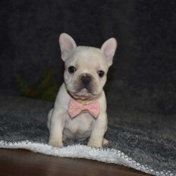 Holly/French Bulldog									Puppy/Female														/6 Weeks,Holly is outgoing,playful and has sweet french bulldog temperment. She’s looking for her forever home 