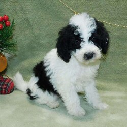 Oreo F1B/Mini Goldendoodle									Puppy/Male																/October 8th, 2024,Hello! Furever Friend!! I am Oreo a beautiful Black n white mini Goldendoodle puppy looking for a new furever home. I come to you with a sweet, loving puppyality and lots of puppy kisses!! I am Hypo Allergenic and none shedding!! I’ll come vet checked, dewormed, and up to date on all vaccines! I will grow to be approx. 20# at full grown age. I am well socialized and love being around kids! My Mom is Jenny a sweet and gentle Goldendoodle and Dad is Nimbo a Mini Poodle. Call or text Fran at to find out more about how you can adopt me into my new furever home. Shipping is available anywhere in the US. A one year health guarantee is included as well.