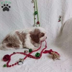 NICKOLAS/Cavalier King Charles Spaniel									Puppy/Male																/6 Weeks,LOOK At ME! ARE You LOOKING For The PERFECT Christmas gift?A healthy happy friendly fluffy puppy.Retired farmers who spend lots of time with our fluffy friends. Come meet me or I can be transported to your front door for a small additional fee.Text or call for more info.