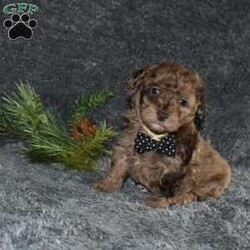 Picket/Toy Poodle									Puppy/Male																/6 Weeks,Picket is outgoing ,playful and has sweet poodle temperment. He’s looking for his forever home 