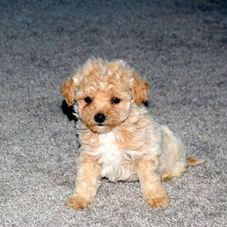 Sandy/Maltipoo									Puppy/Female														/September 30th, 2024,Say hello to Sandy, a playful Maltipoo puppy eager to join in on all the fun at your place! This wiggly little girl is family-raised with children and well-socialized, making her an excellent fit for anyone interested in adopting. Sandy will come home vet checked and up to date on shots & wormer, plus the breeder provides a 30-day health guarantee. To learn more about this feisty pup and schedule a visit, please call the breeders today!