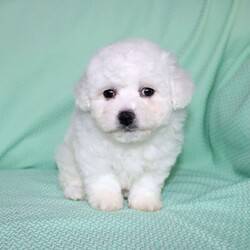 Snowball/Bichon Frise									Puppy/Female														/8 Weeks,Meet Snowball the fluffy white puppy who has a snow white coat that is soft and curly! This adorable little puppy comes up to date on shots and dewormer and is vet checked. Snowball is well socialized with children and family raised. If you are searching for a hypoallergenic little pup who is friendly and sweet contact Mary today! 