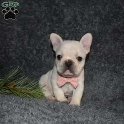 Holly/French Bulldog									Puppy/Female														/6 Weeks,Holly is outgoing,playful and has sweet french bulldog temperment. She’s looking for her forever home 