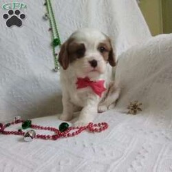 NICKOLAS/Cavalier King Charles Spaniel									Puppy/Male																/6 Weeks,LOOK At ME! ARE You LOOKING For The PERFECT Christmas gift?A healthy happy friendly fluffy puppy.Retired farmers who spend lots of time with our fluffy friends. Come meet me or I can be transported to your front door for a small additional fee.Text or call for more info.