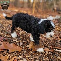 Holly/Mini Bernedoodle									Puppy/Female														/September 16th, 2024,Meet our sweet Holly! Have you ever seen a more perfect tri color bernedoodle? Holly has a loving,calm personality and is amazing with children. Imagine this cutie under your tree Christmas morning! Holly is expected to mature at 30 to 40lb. 