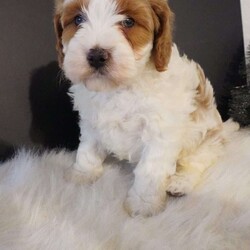 Elf/Cavapoo									Puppy/Male																/8 Weeks,hi i am Elf (F1 cavapoo) i am the sweetest little pup, im here for all the belly rubs, but you can usually find me running and playing with the kids 