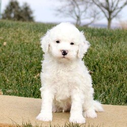 Tate/Mini Bernedoodle									Puppy/Male																/6 Weeks,Meet Tate! This cuddly Mini Bernedoodle puppy is vet checked & up to date on shots & wormer, plus comes with a health guarantee provided by the breeder! Tate is well socialized & can’t wait to join in on all the fun at your place. If you would like more information on this happy-go-lucky pup, please contact Wilmer Stoltzfus today!