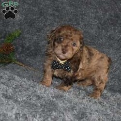 Picket/Toy Poodle									Puppy/Male																/6 Weeks,Picket is outgoing ,playful and has sweet poodle temperment. He’s looking for his forever home 