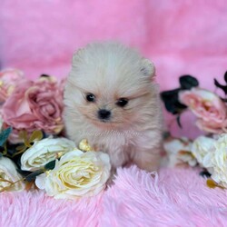 Tiny Princess/Pomeranian									Puppy/Female														/6 Weeks,Princess is a cream Pomeranian who is expected to be around 3 pounds full grown. Momma is Honey and Dad is Deacon! She is available to a PET HOME ONLY!