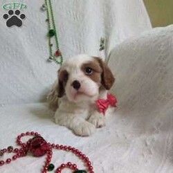 NICKOLAS/Cavalier King Charles Spaniel									Puppy/Male																/6 Weeks,LOOK At ME! ARE You LOOKING For The PERFECT Christmas gift?A healthy happy friendly fluffy puppy.Retired farmers who spend lots of time with our fluffy friends. Come meet me or I can be transported to your front door for a small additional fee.Text or call for more info.