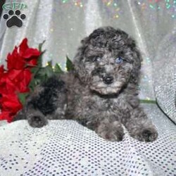 Blossom/Miniature Poodle									Puppy/Female														/8 Weeks,Are you a Poodle enthusiest who is seeking a well bred Miniature Poodle puppy from parents with excellent health? We have been specializing in Miniature Poodles for years and focus on bettering the breed through genetic testing! Our entire family helps to socialize each puppy so that the pups will have a smoother transition from our family to yours! Each puppy is vet checked and comes up to date on shots and dewormer. If you are interested in learning more about our puppies contact us today! 