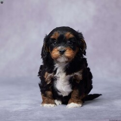 Hope/Cavapoo									Puppy/Female														/7 Weeks,Say hello to Hope, a darling F1 Cavapoo with a heart full of love! This sweet girl is searching for a forever family to call her own. Raised in a warm, caring environment, Hope is well-socialized and ready to be your loyal companion. She’s been vet-checked, is up to date on vaccines and dewormer, and is microchipped for her safety.