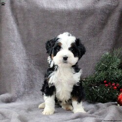 Harper/Mini Bernedoodle									Puppy/Female														/8 Weeks,Meet Harper, a bubbly Mini Bernedoodle puppy. This well-socialized pup is vet checked and up to date on shots & wormer plus the breeder provides a 1-year genetic health guarantee for her. To learn more about this very sweet gal, call the breeder today!