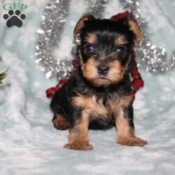 David/Yorkie									Puppy/Male																/7 Weeks,Meet David the tiny Yorkie puppy with a sweet and frisky disposition! This little cutie would love to be your new pocketbook puppy and go everywhere with you. He loves attention and is already very well socialized and spoiled! David is up to date on shots and dewormer and vet checked! If you are interested in learning more about our little Yorkie puppy contact us today!