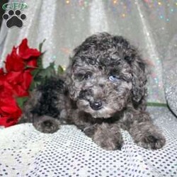 Blossom/Miniature Poodle									Puppy/Female														/8 Weeks,Are you a Poodle enthusiest who is seeking a well bred Miniature Poodle puppy from parents with excellent health? We have been specializing in Miniature Poodles for years and focus on bettering the breed through genetic testing! Our entire family helps to socialize each puppy so that the pups will have a smoother transition from our family to yours! Each puppy is vet checked and comes up to date on shots and dewormer. If you are interested in learning more about our puppies contact us today! 