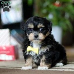 Snickers/Shih-Poo									Puppy/Male																/8 Weeks, With a luxuriously soft coat and sparkling, curious eyes, Snickers is ready to capture your heart and fill your home with joy. This delightful mix of Shih Tzu and Poodle combines the best traits of both breeds—affectionate, playful, and oh-so-sweet.