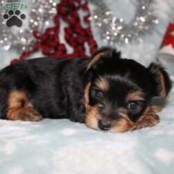 David/Yorkie									Puppy/Male																/7 Weeks,Meet David the tiny Yorkie puppy with a sweet and frisky disposition! This little cutie would love to be your new pocketbook puppy and go everywhere with you. He loves attention and is already very well socialized and spoiled! David is up to date on shots and dewormer and vet checked! If you are interested in learning more about our little Yorkie puppy contact us today!