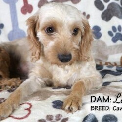 Dana/Cavapoo									Puppy/Female														/8 Weeks,Dana is a light red female Cavapoo puppy looking for her forever home. She is a sweet girl who loves people and especially the attention of our children. She is well socialized.