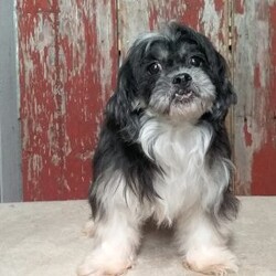 Snickers/Shih-Poo									Puppy/Male																/8 Weeks, With a luxuriously soft coat and sparkling, curious eyes, Snickers is ready to capture your heart and fill your home with joy. This delightful mix of Shih Tzu and Poodle combines the best traits of both breeds—affectionate, playful, and oh-so-sweet.