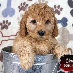 Dana/Cavapoo									Puppy/Female														/8 Weeks,Dana is a light red female Cavapoo puppy looking for her forever home. She is a sweet girl who loves people and especially the attention of our children. She is well socialized.